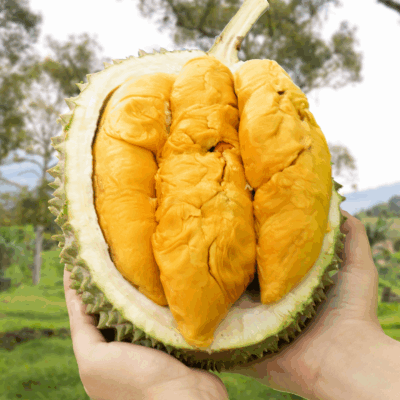 Indigo Black Gold Durians