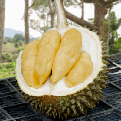 Indigo Old Tree MSW Durian