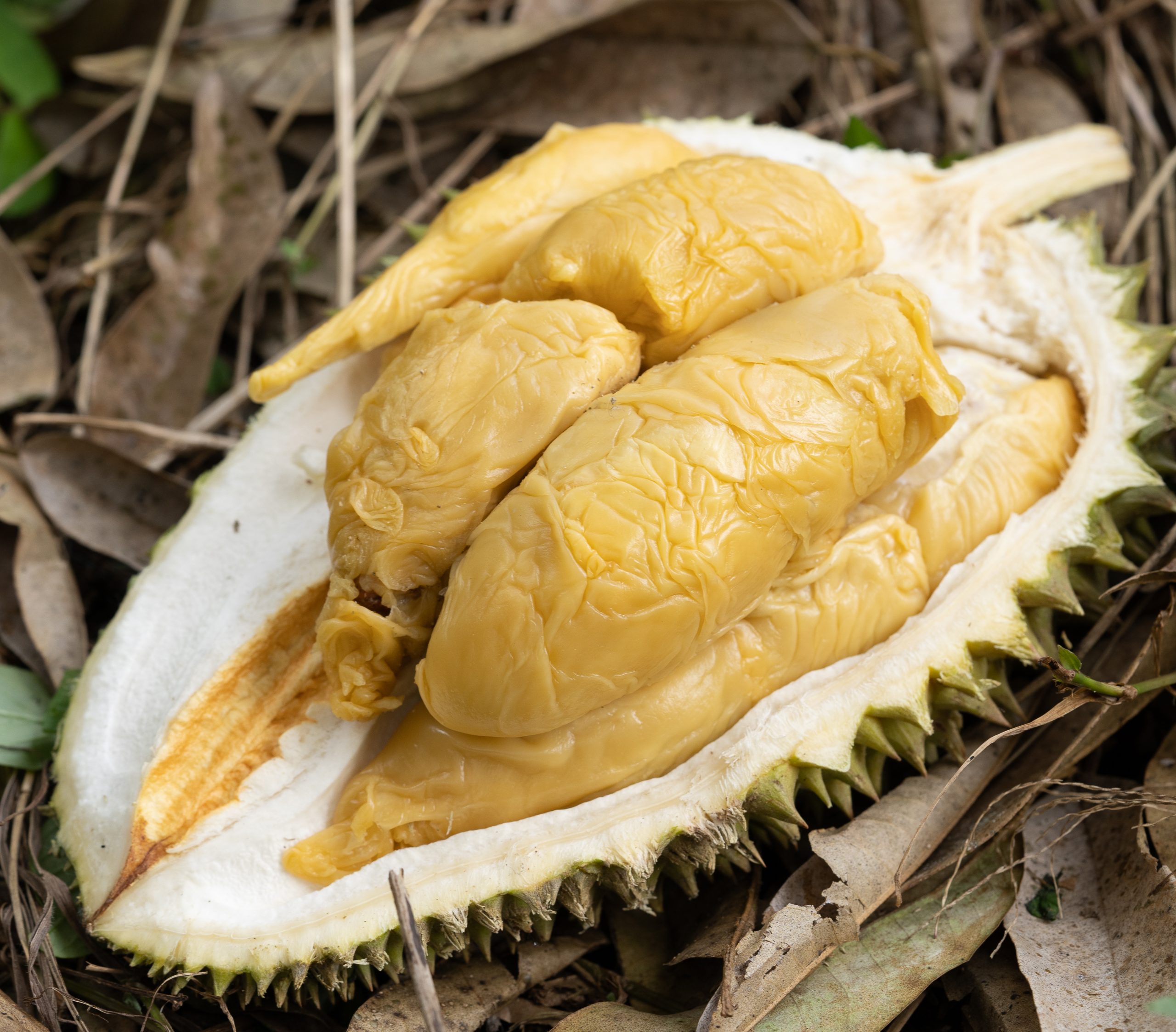 3 in1 (Rare) Bundle: 1x Tekka + 1x D88 + 1x XO - Image 3