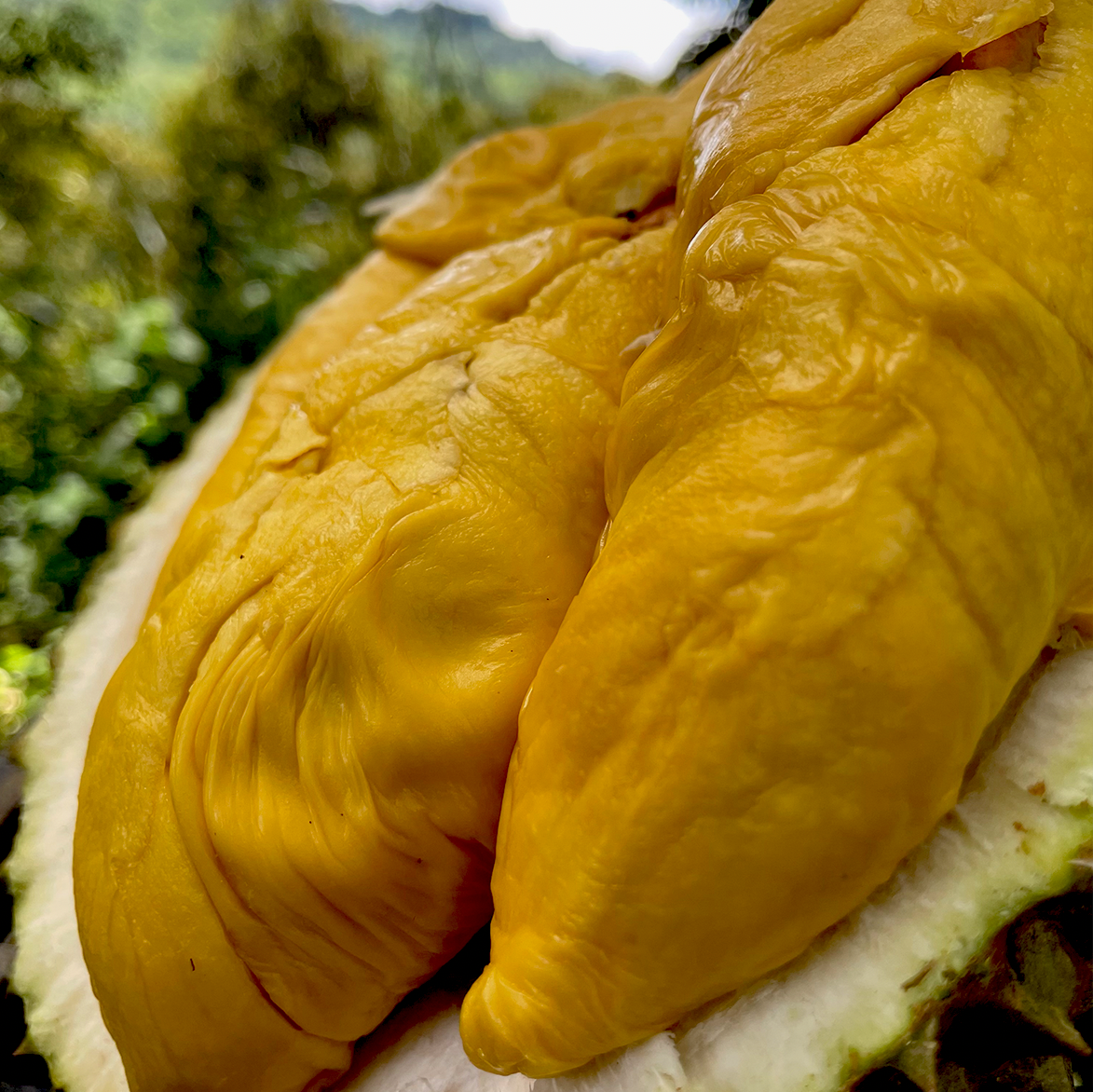 ⭐ Leaf Black Gold MSW Durian (800g Box - All Meat) - Image 3