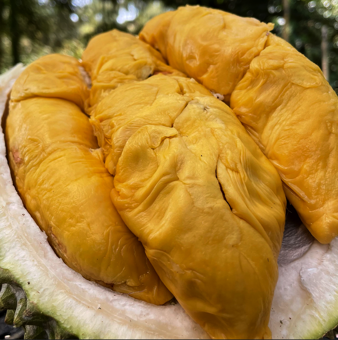 Indigo Black Gold Durians - Image 2