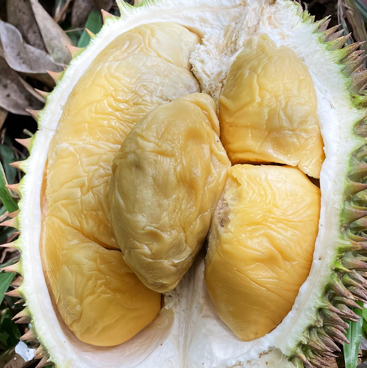 Indigo D24 Durian - Image 2