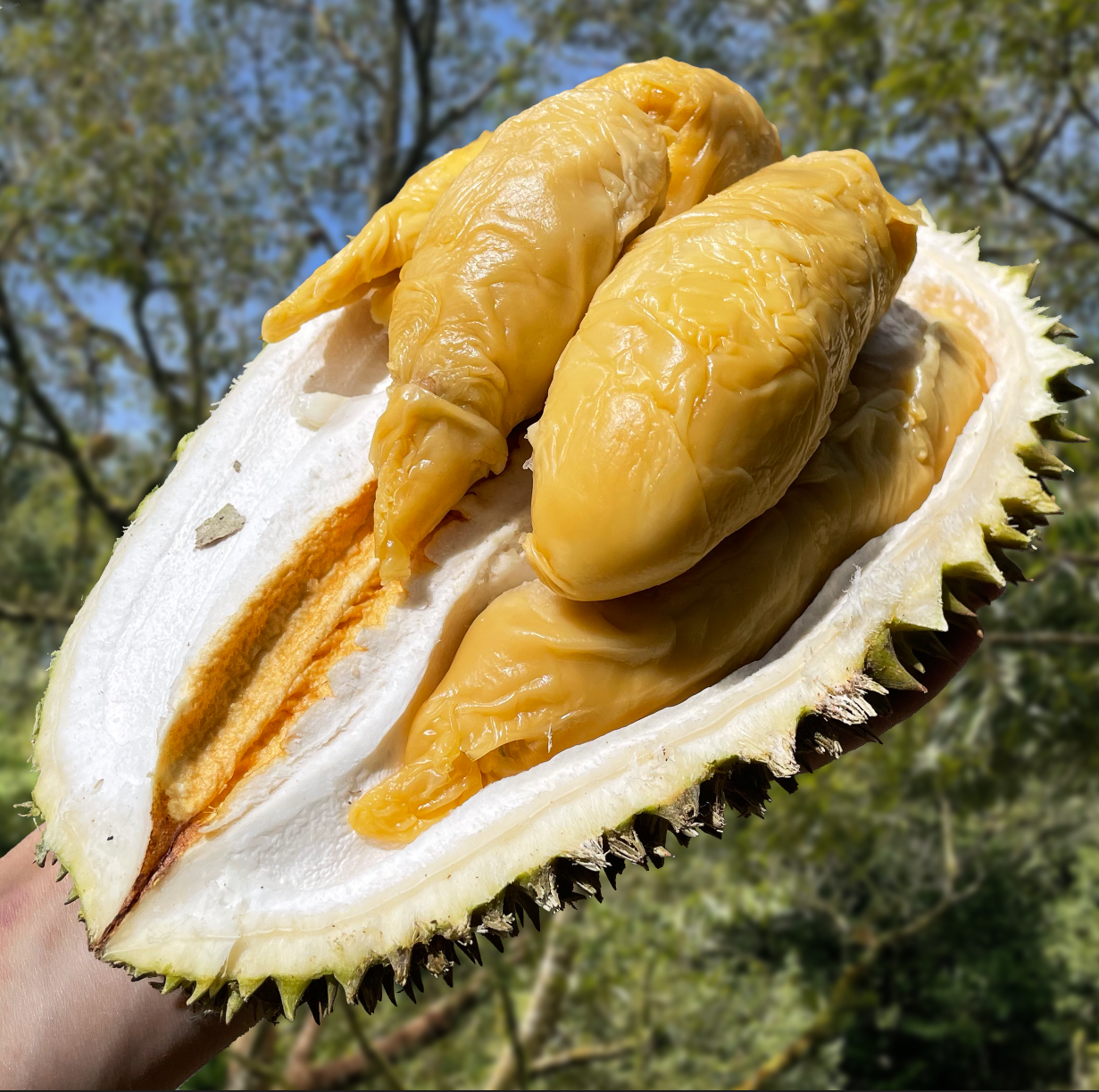Tiger Tekka Durian (800g Box - All Meat)