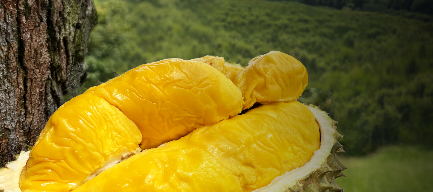 Penang Green Skin King Durian sg prime 0404