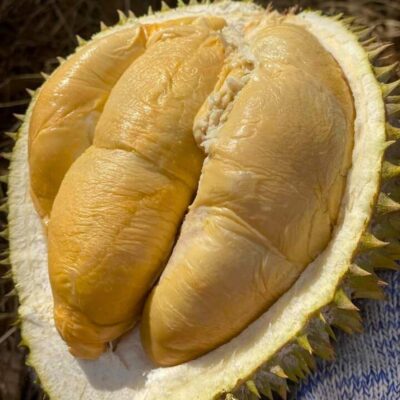 Indigo Kampung Durian