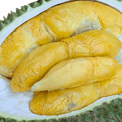 BUNDLE Yuan Bao (INGOT) Durian