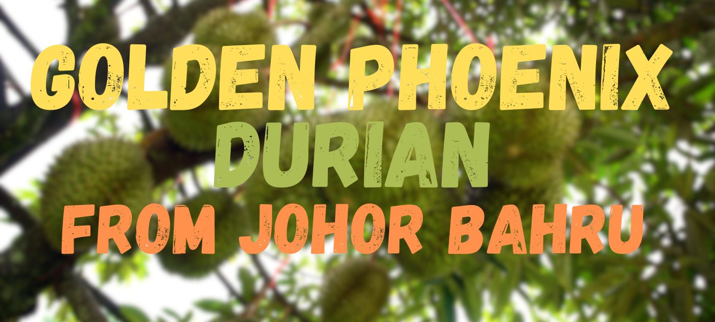 golden phoenix durian
