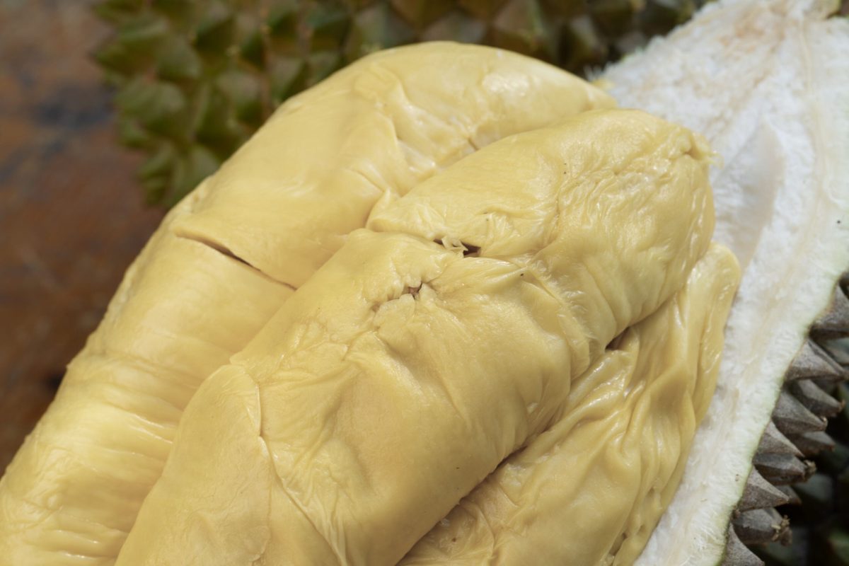 golden phoenix durian2