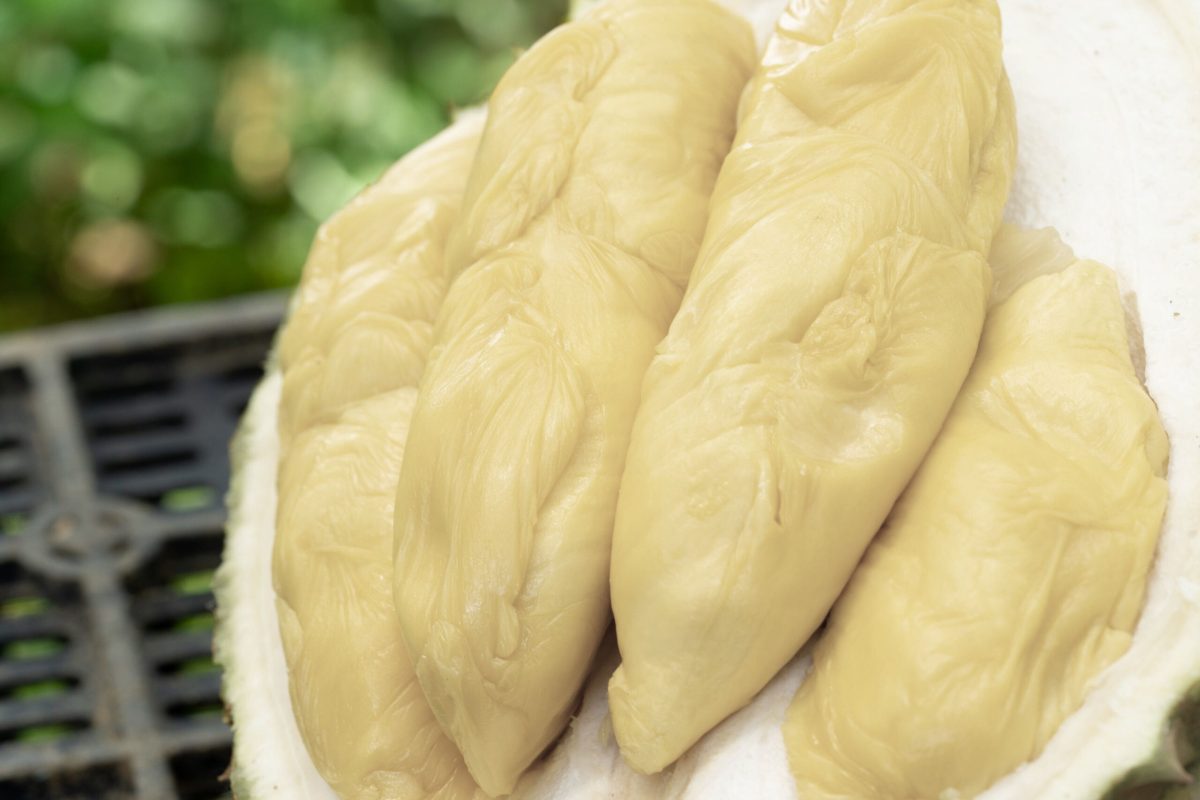 golden phoenix durian3