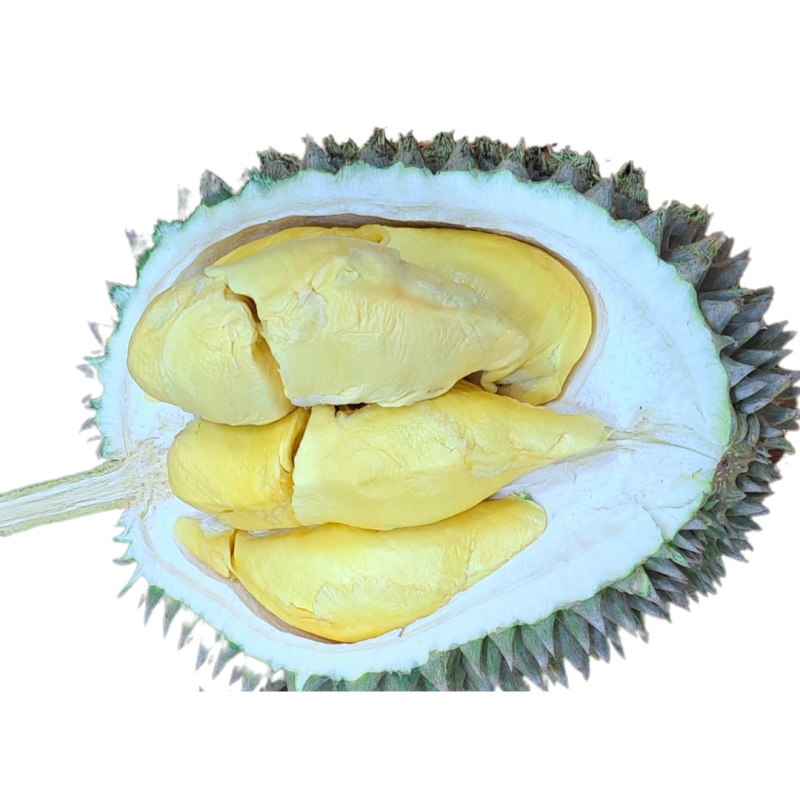 Penang D14 Durian 1905