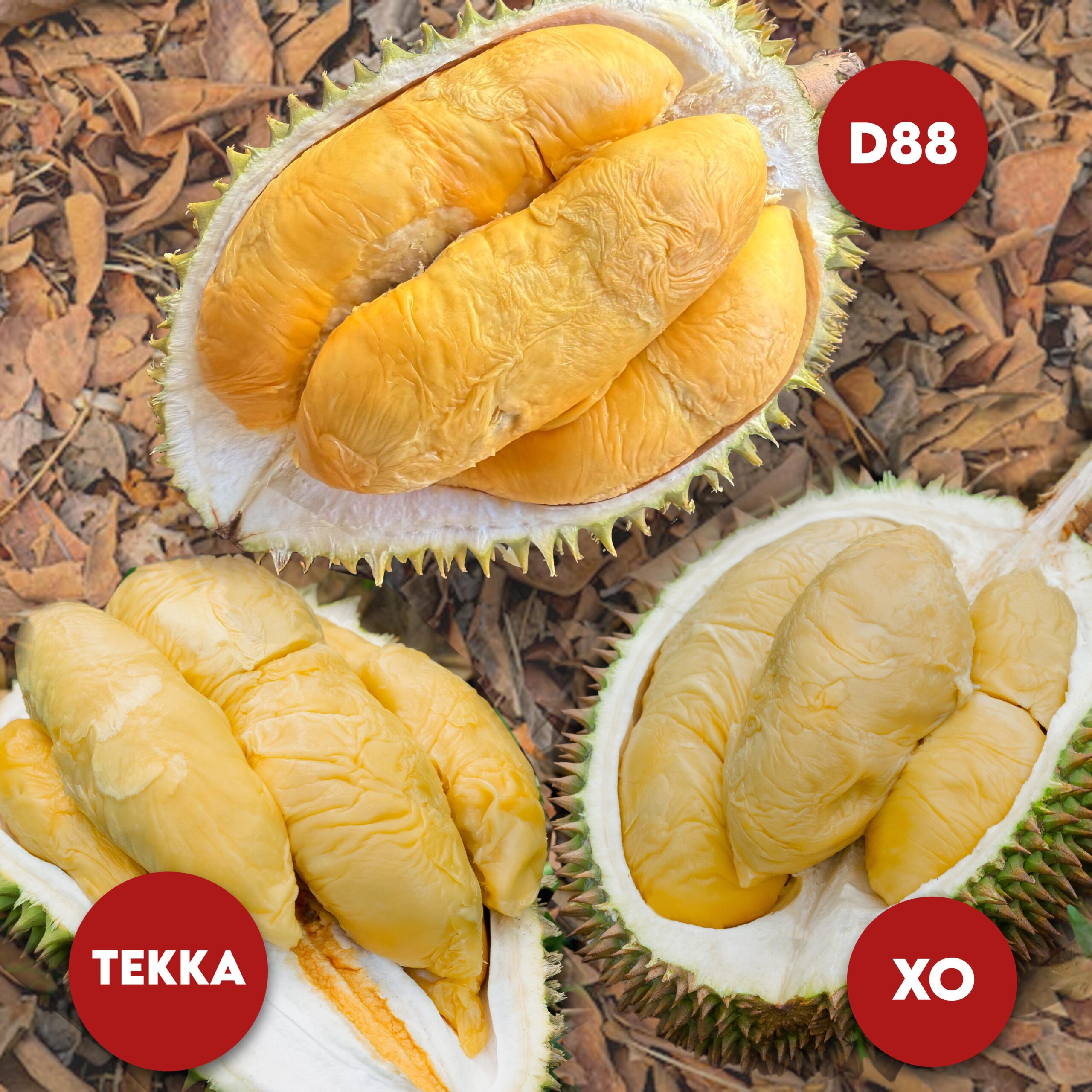 3 in1 (Rare) Bundle: 1x Tekka + 1x D88 + 1x XO