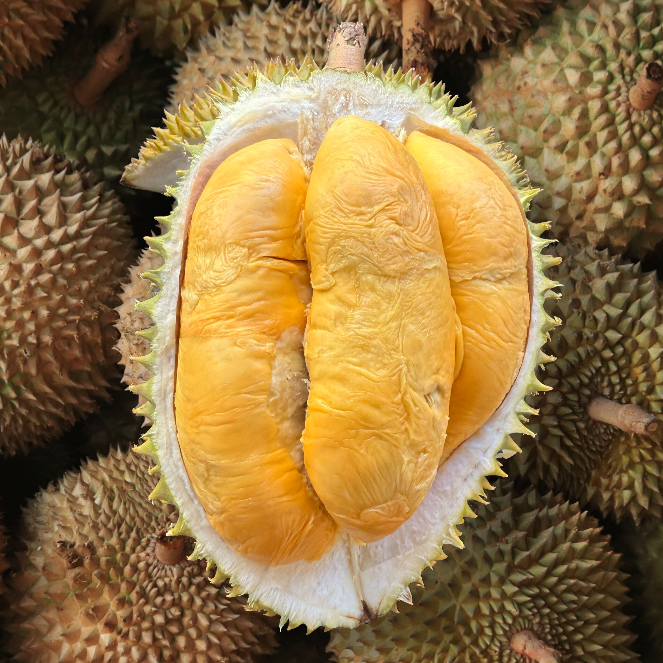 3 in1 (Rare) Bundle: 1x Tekka + 1x D88 + 1x XO - Image 2